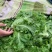 精品生菜万亩叶菜产地质量保证货源充足颜色好