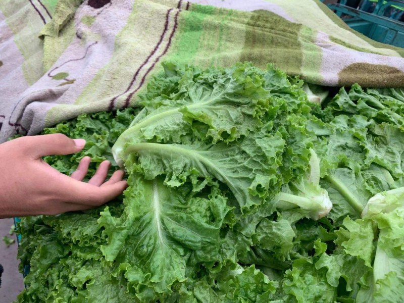 精品生菜万亩叶菜产地质量保证货源充足颜色好