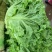 精品生菜万亩叶菜产地质量保证货源充足颜色好
