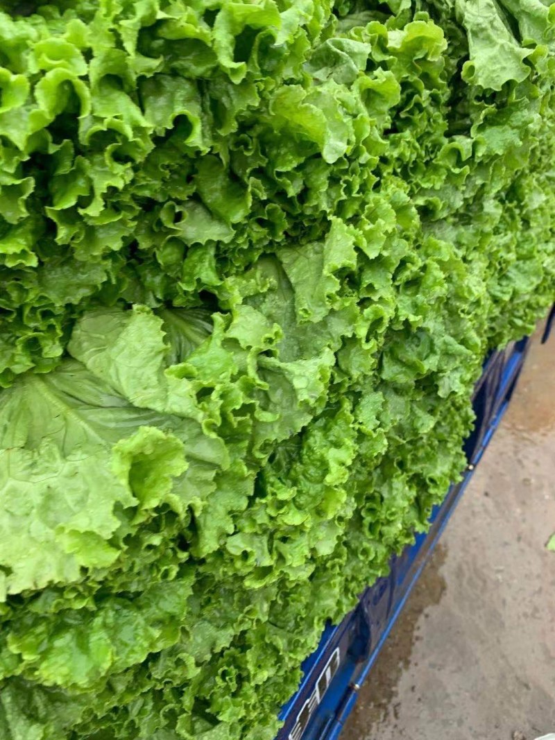 精品生菜万亩叶菜产地质量保证货源充足颜色好