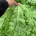 精品生菜万亩叶菜产地质量保证货源充足颜色好