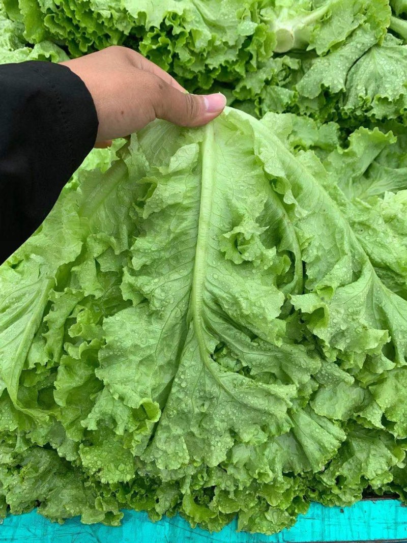 精品生菜万亩叶菜产地质量保证货源充足颜色好