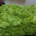 精品生菜万亩叶菜产地质量保证货源充足颜色好