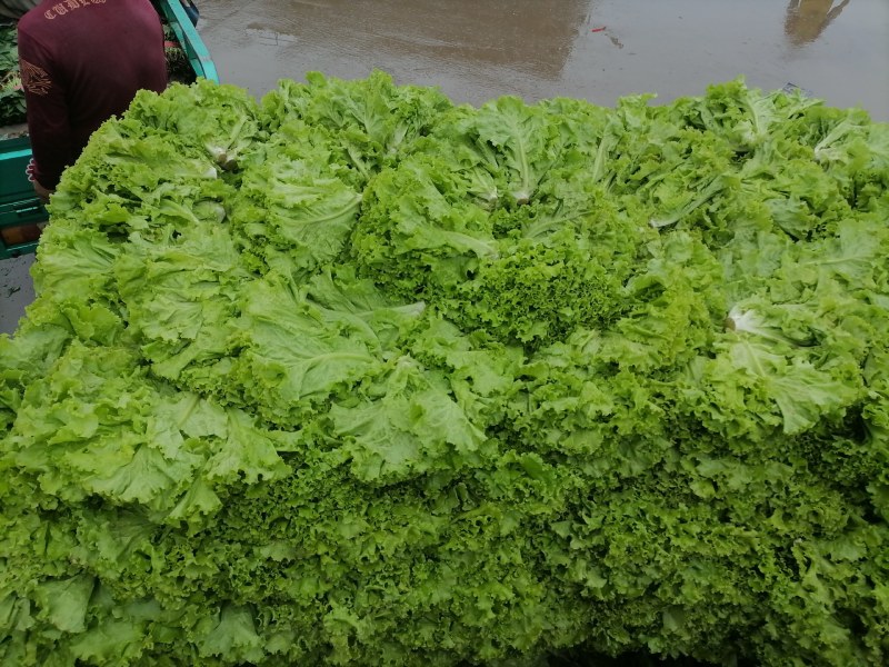 精品生菜万亩叶菜产地质量保证货源充足颜色好