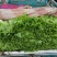精品生菜万亩叶菜产地质量保证货源充足颜色好