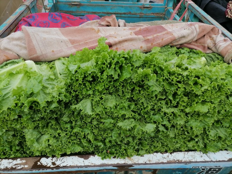 精品生菜万亩叶菜产地质量保证货源充足颜色好
