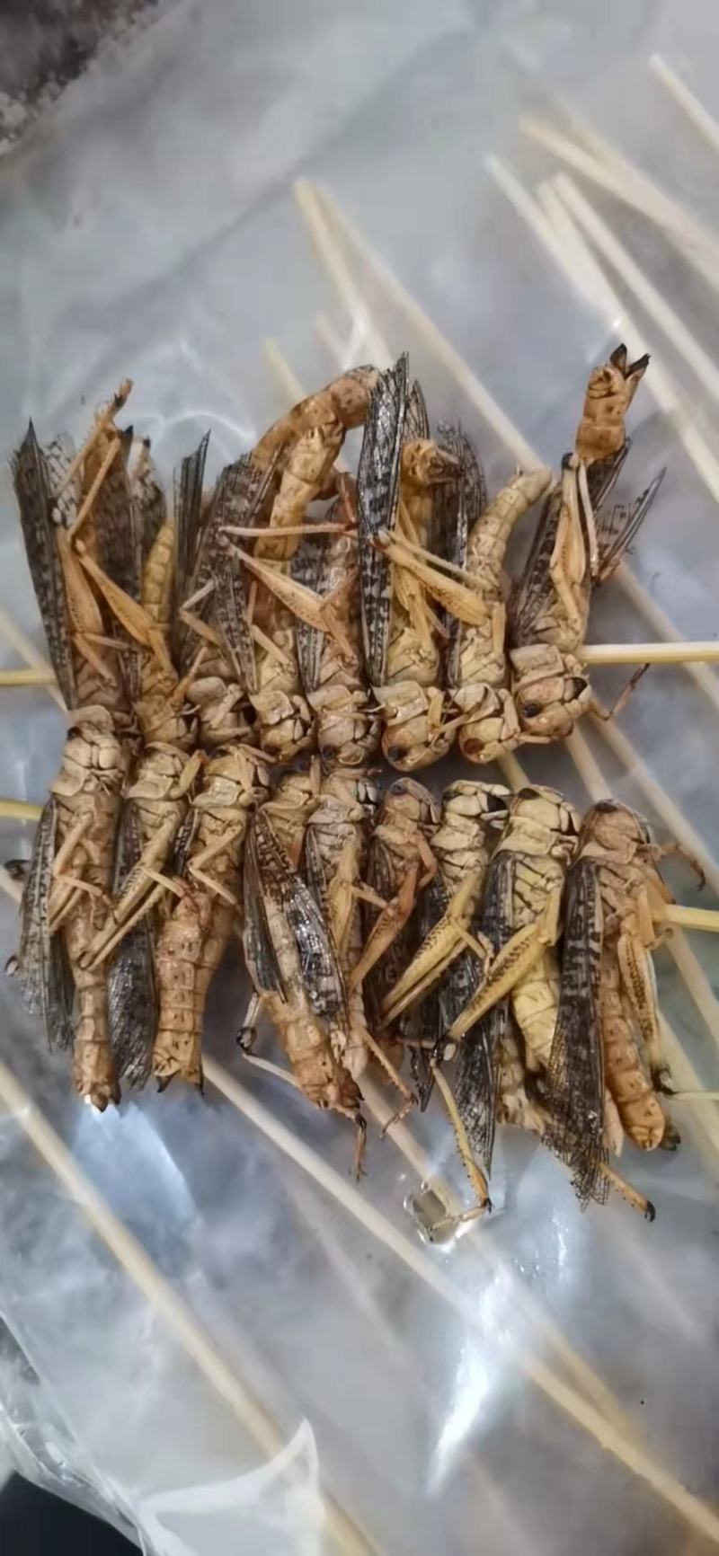 安徽阜阳新鲜蚂蚱串一件10包烧烤食材蝗虫厂家直销