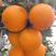 【畅销榜】纽荷儿脐橙规格齐全量大从优外贸平台有售