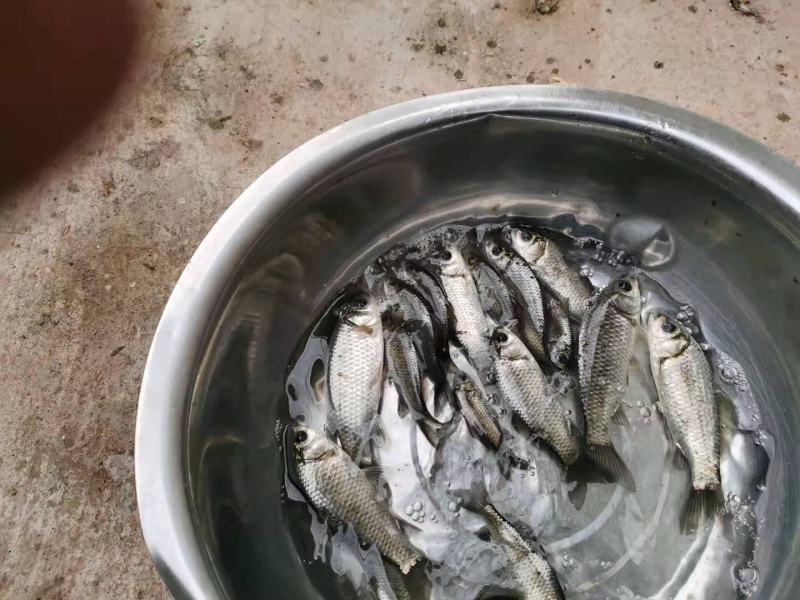 云南，鲫鱼苗，品种优良，价格优惠，抗病能力强，养殖无忧！