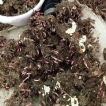 白芍芽头，产量高，好管理，易丰收，上门回收，提供技术！