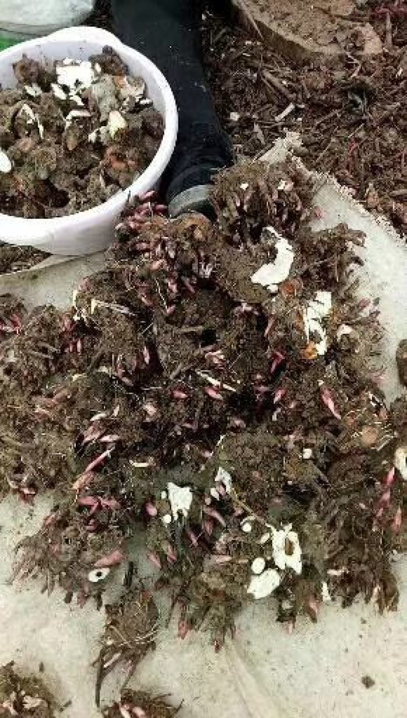 白芍芽头，产量高，好管理，易丰收，上门回收，提供技术！