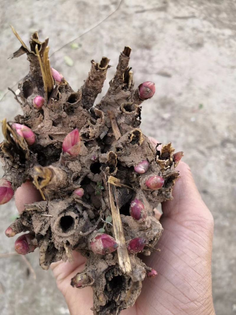 白芍芽头，产量高，好管理，易丰收，上门回收，提供技术！