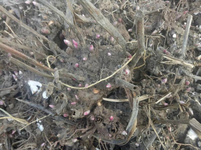 白芍芽头，产量高，好管理，易丰收，上门回收，提供技术！