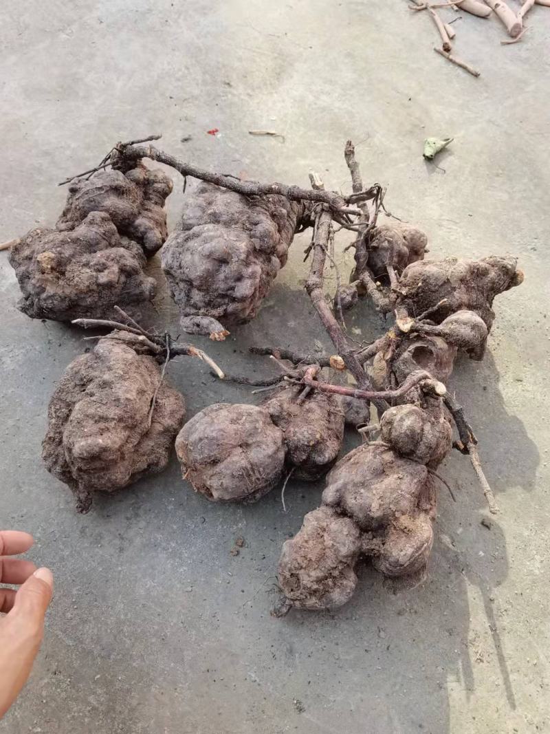 何首乌，好管理，产量高，易丰收三年收，提供技术！