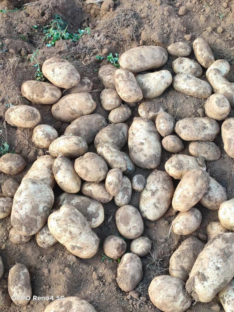 云南丽薯六号土豆，大量上市，产地直发，量大从优