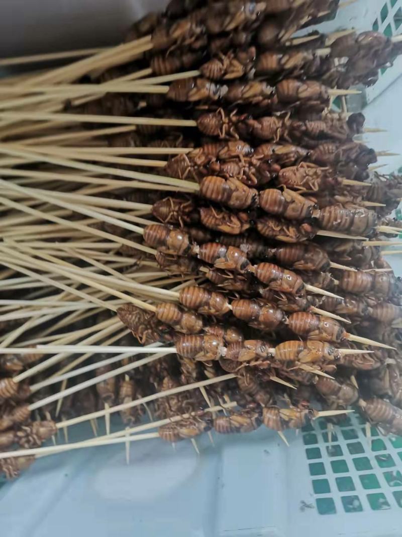 阜阳金蝉串，新鲜知了猴串，烧烤批发市场供货，质量保证