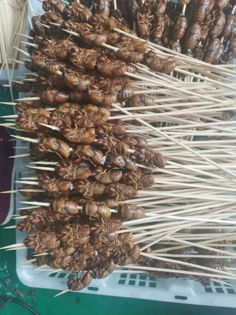 阜阳金蝉串，新鲜知了猴串，烧烤批发市场供货，质量保证