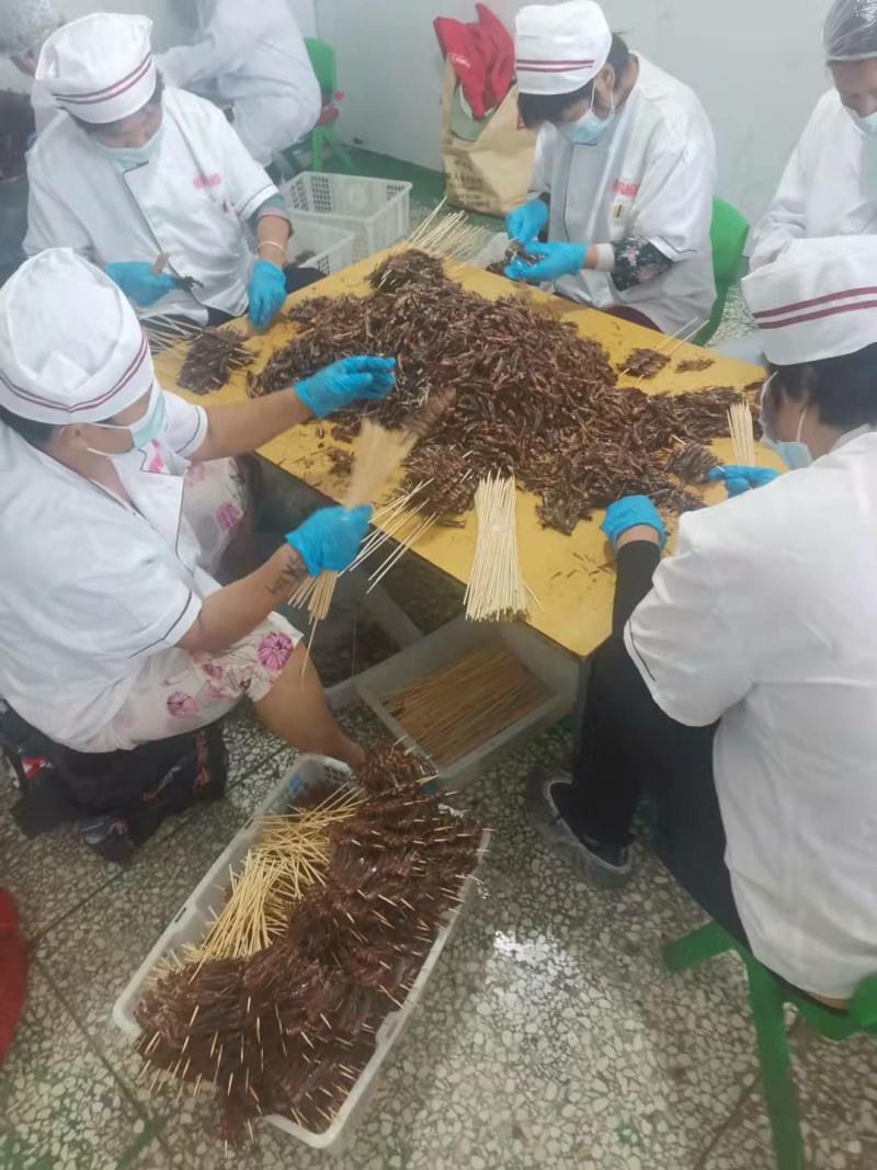 阜阳金蝉串，新鲜知了猴串，烧烤批发市场供货，质量保证