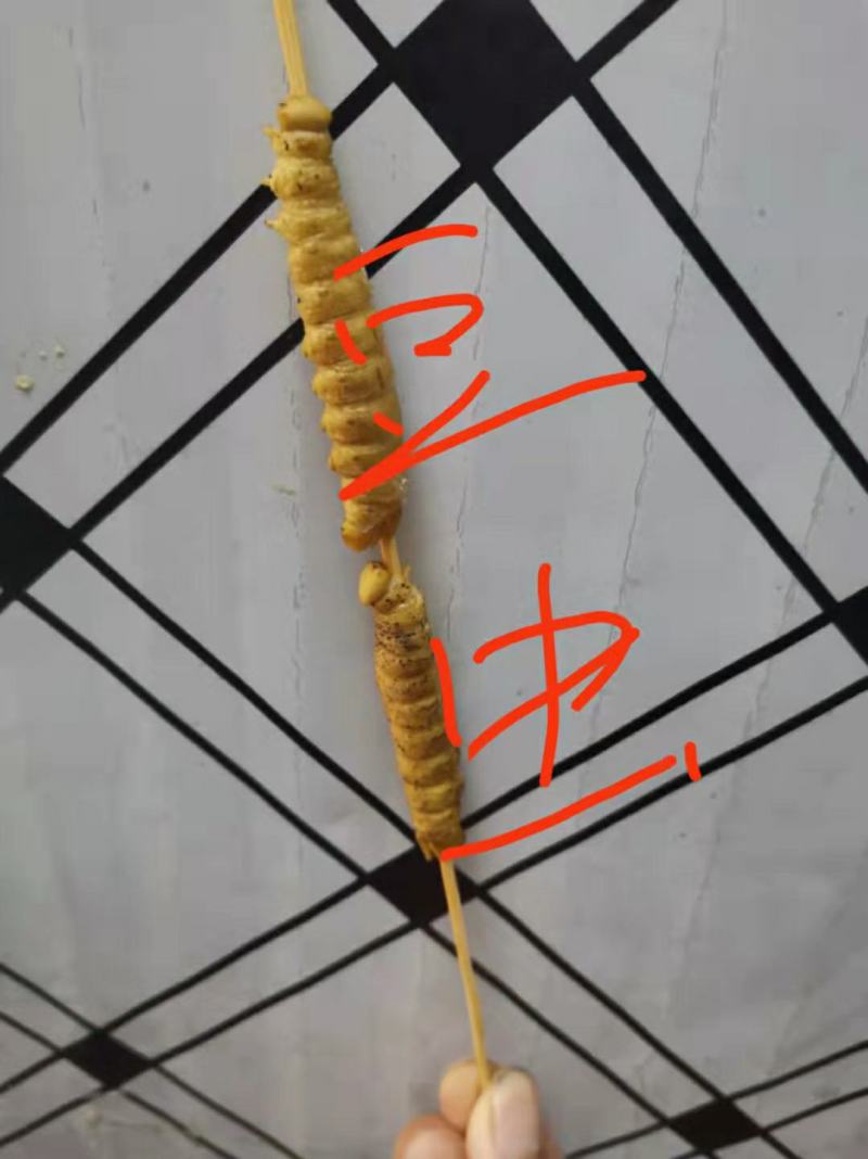 阜阳豆虫批发新鲜烧烤食材油炸食材，高蛋白豆丹