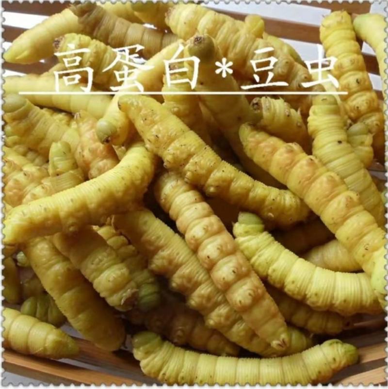 阜阳豆虫批发新鲜烧烤食材油炸食材，高蛋白豆丹