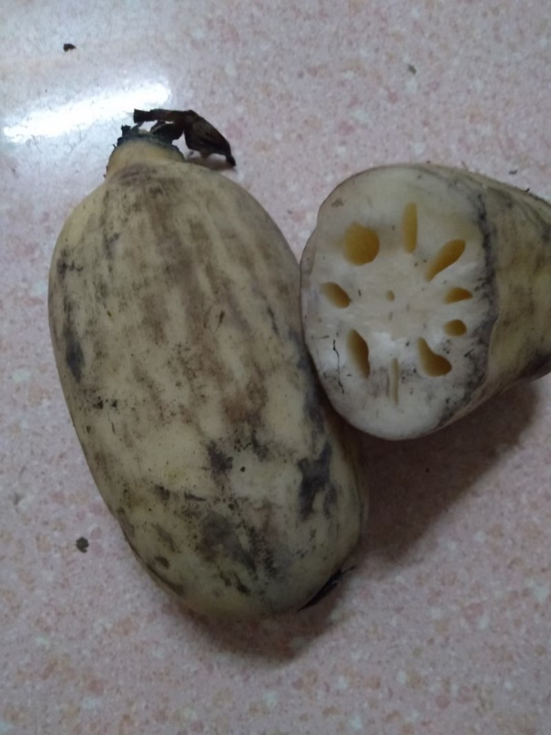 河北精品莲藕特脆可供超市，发全国各地