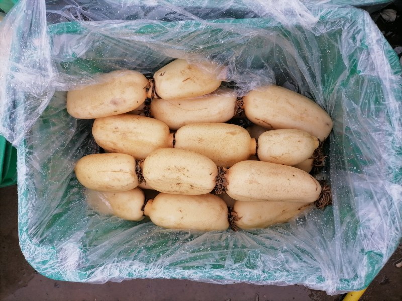 河北精品莲藕特脆可供超市，发全国各地