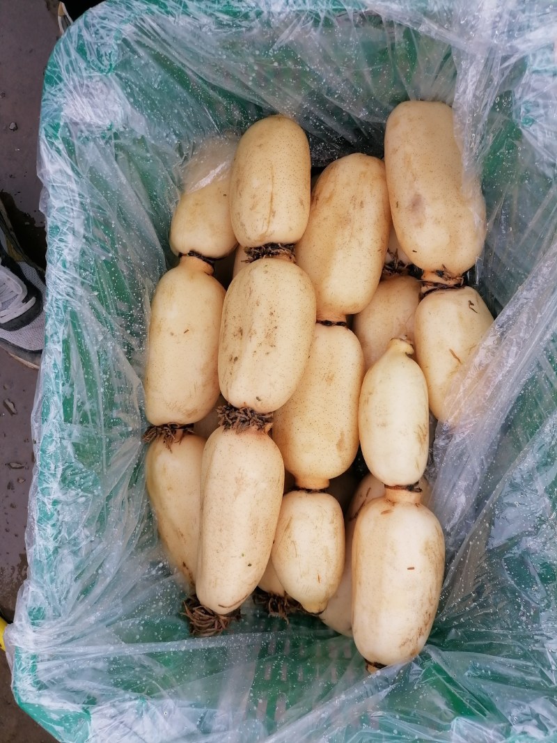 河北精品莲藕特脆可供超市，发全国各地