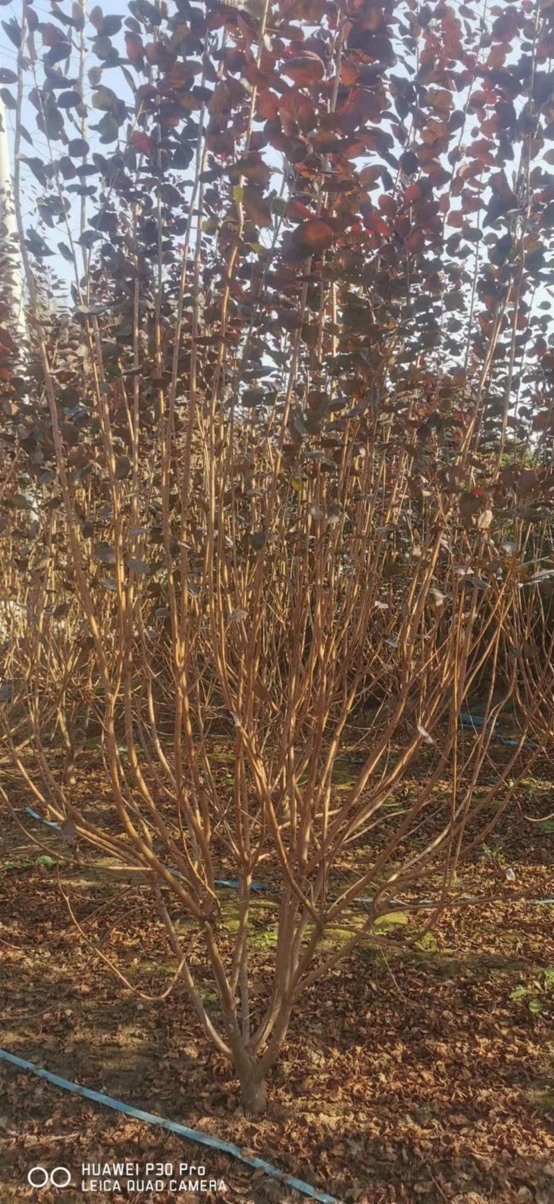 河南鄢陵花木之乡精品独本丛生红栌