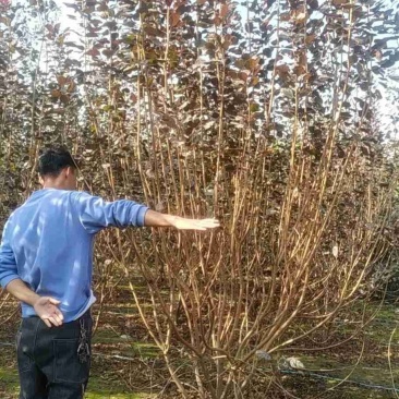 河南鄢陵花木之乡精品独本丛生红栌