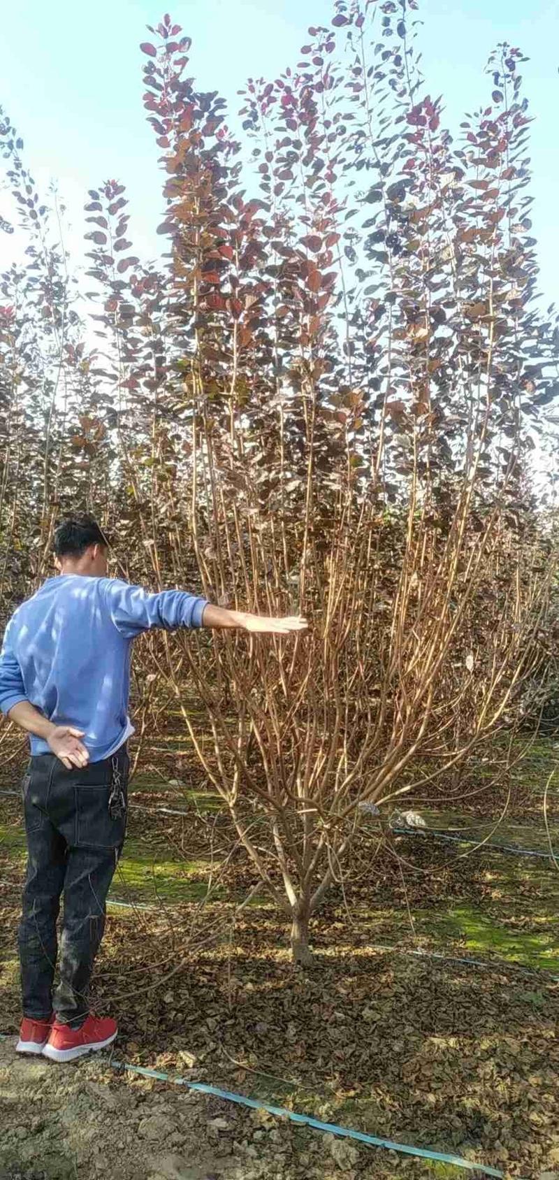 河南鄢陵花木之乡精品独本丛生红栌
