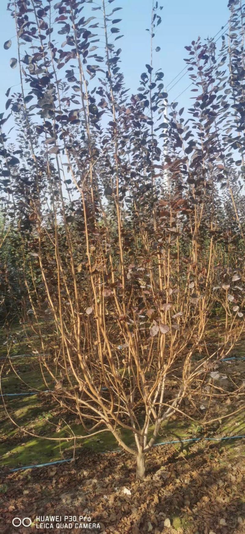河南鄢陵花木之乡精品独本丛生红栌