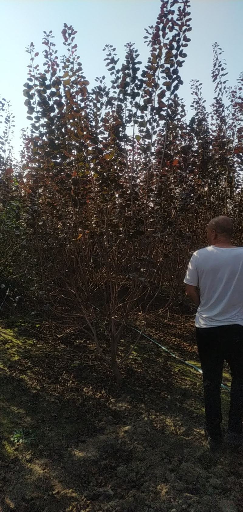 河南鄢陵花木之乡精品独本丛生红栌