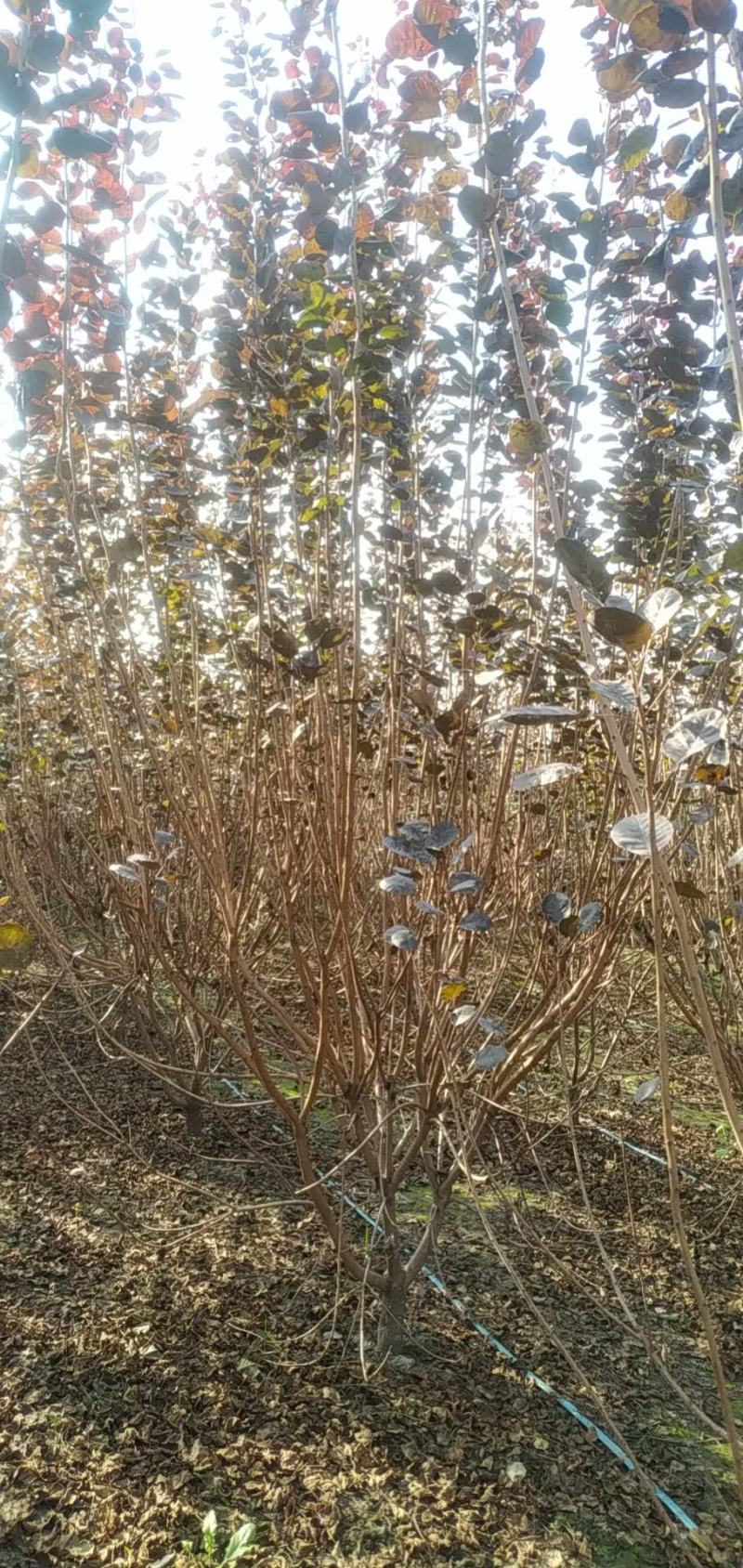 河南鄢陵花木之乡精品独本丛生红栌
