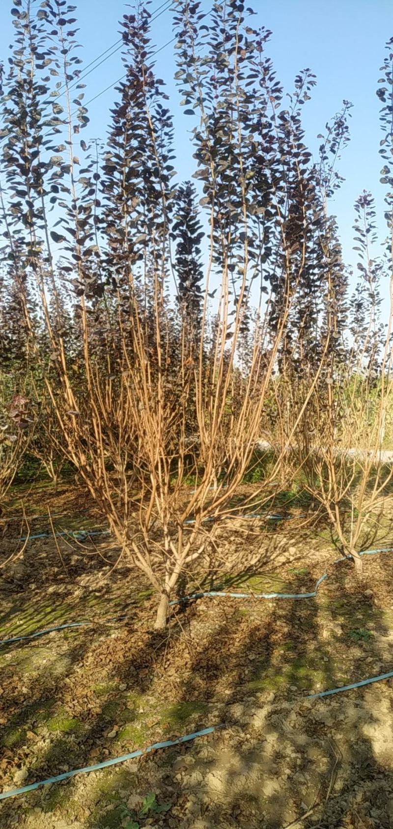 河南鄢陵花木之乡精品独本丛生红栌