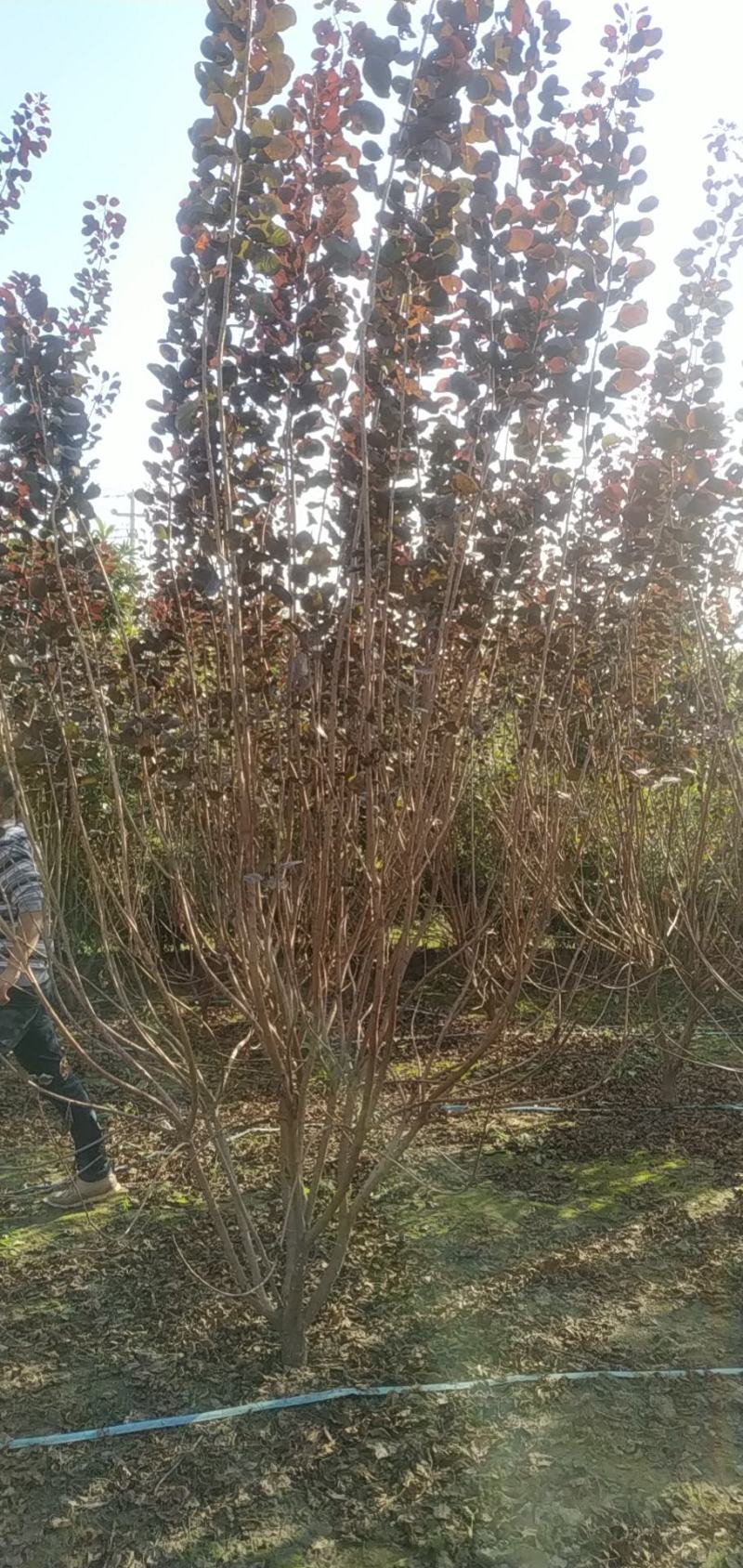 河南鄢陵花木之乡精品独本丛生红栌