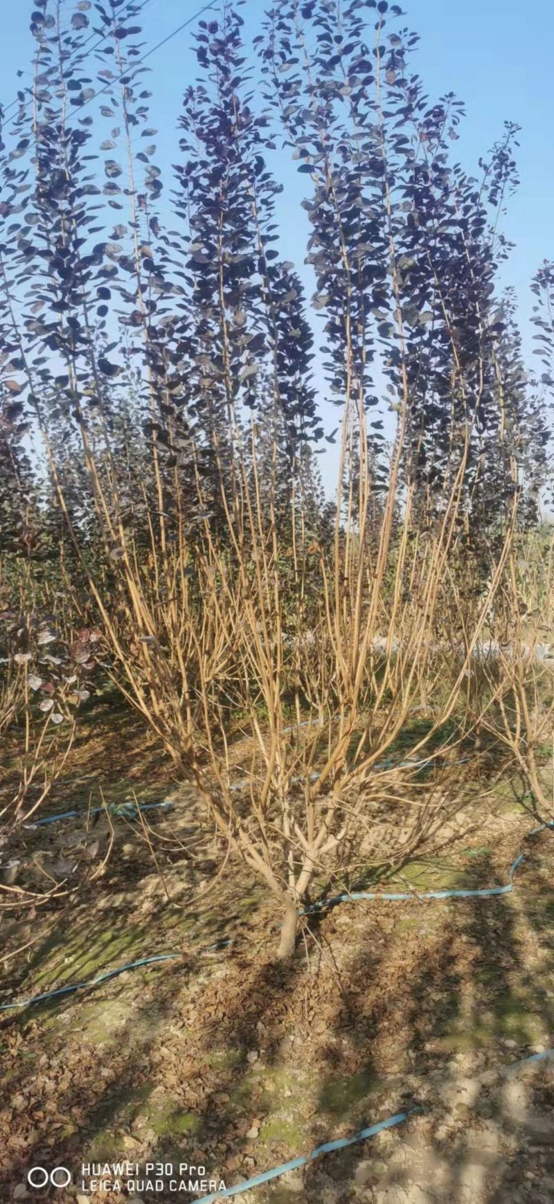 河南鄢陵花木之乡精品独本丛生红栌