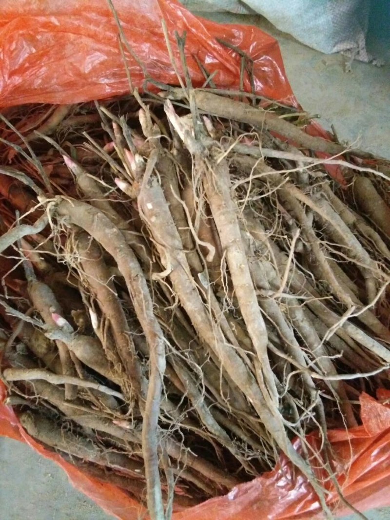 赤芍苗，赤芍分株苗，抗寒品种，产量高，包回收，