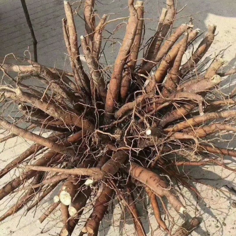 赤芍苗，赤芍分株苗，抗寒品种，产量高，包回收，