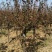 河南鄢陵县精品母本红叶李美人梅