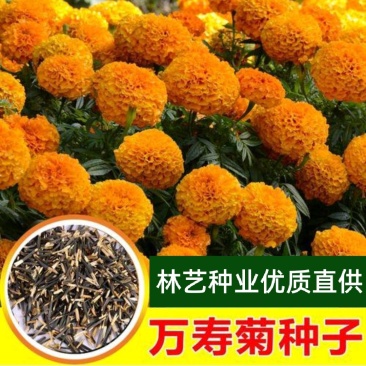 万寿菊种子南非万寿菊四季易种易活混色花海观赏