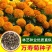 万寿菊种子南非万寿菊四季易种易活混色花海观赏