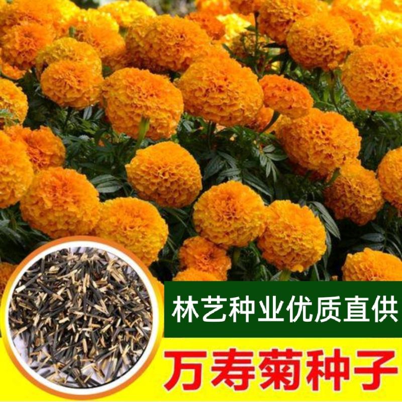 万寿菊种子南非万寿菊四季易种易活混色花海观赏