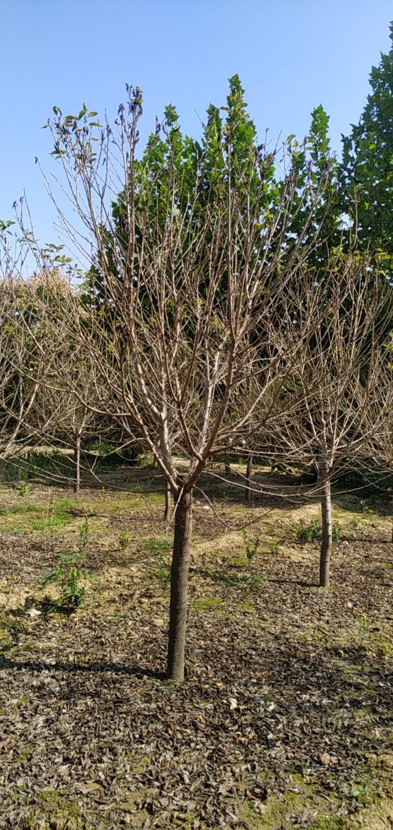 河南省鄢陵县精品早樱树形优美，绿化工程用苗