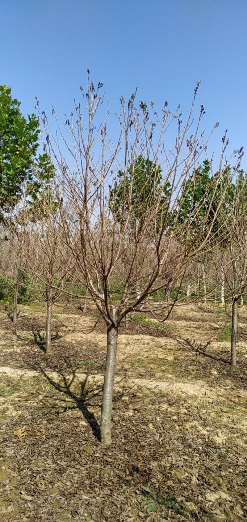 河南省鄢陵县精品早樱树形优美，绿化工程用苗
