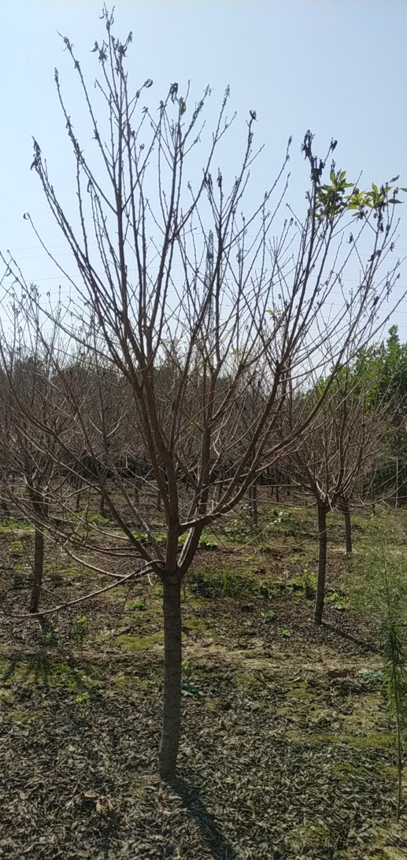 河南省鄢陵县精品早樱树形优美，绿化工程用苗