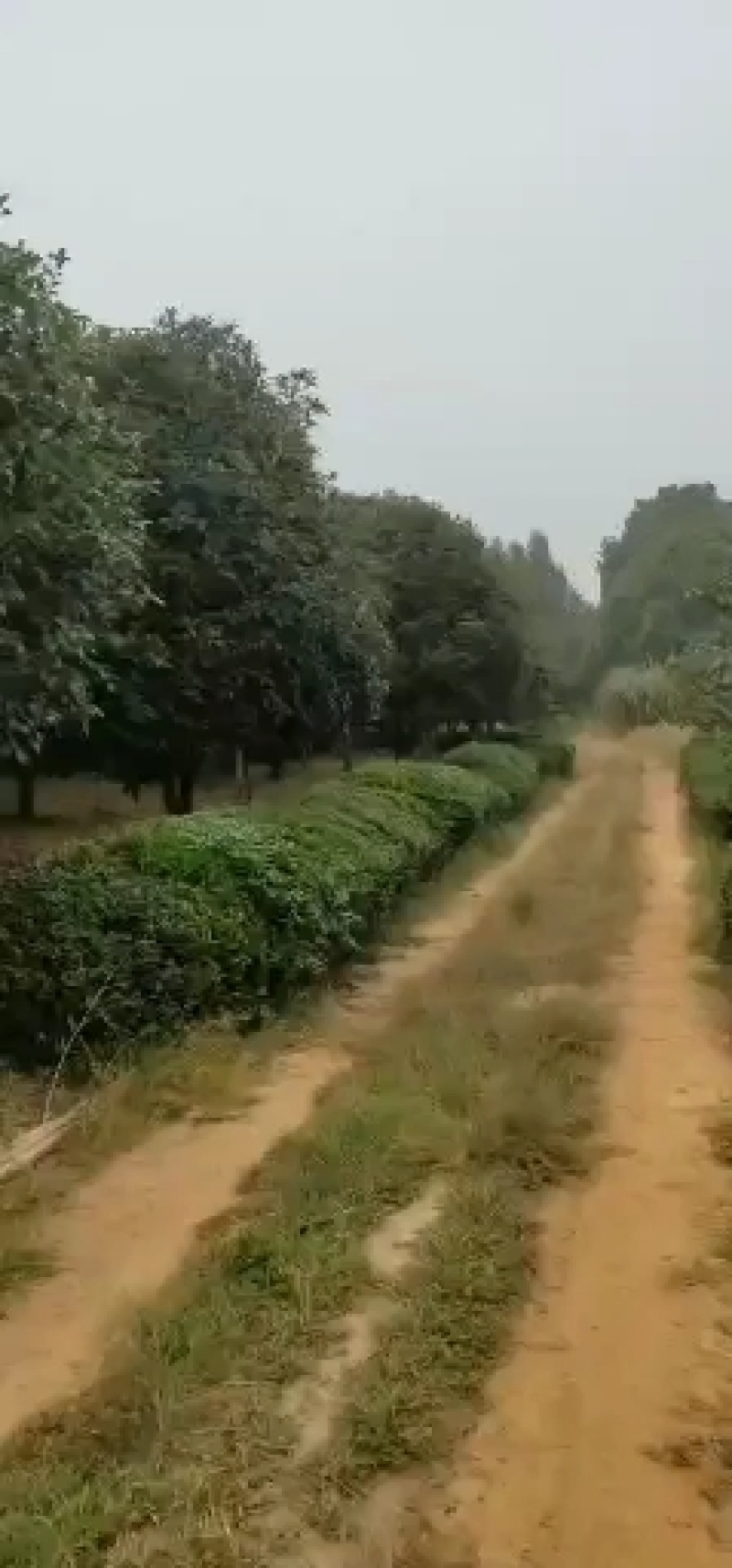 桂花树，产地安徽宣城郎溪，八月金桂基地种植量大从优