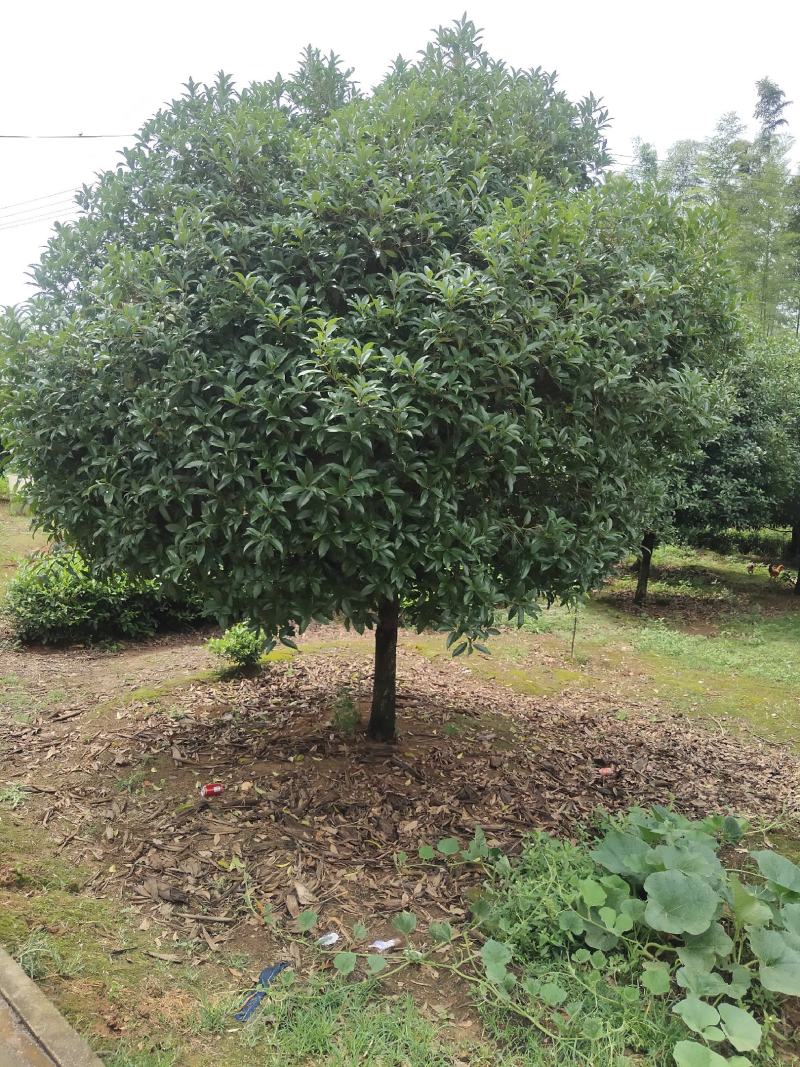 桂花树，产地安徽宣城郎溪，八月金桂基地种植量大从优