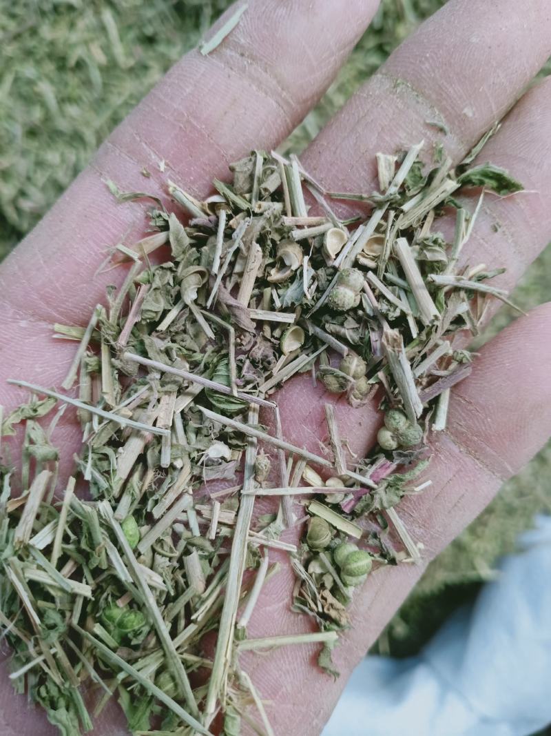 透骨草，正品珍珠透骨草新货过筛质量保证，欢迎咨询购买！
