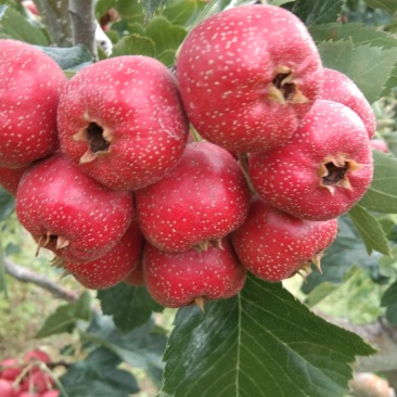 大金星山楂，颜色鲜艳，口味酸甜，果园直供，一手货源，