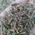 香薷，正品无硫香薷草片质量保证，经营各种中药材